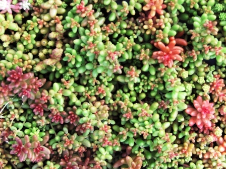 Sedum Album Coral Carpet